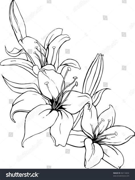 Vector Illustration Lily Black White Colors Stock Vector Royalty Free