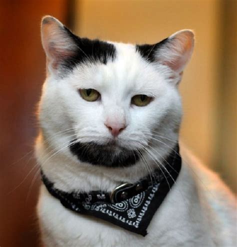 Ten Cats With Beards Who Are More Than A Man Than Most Men