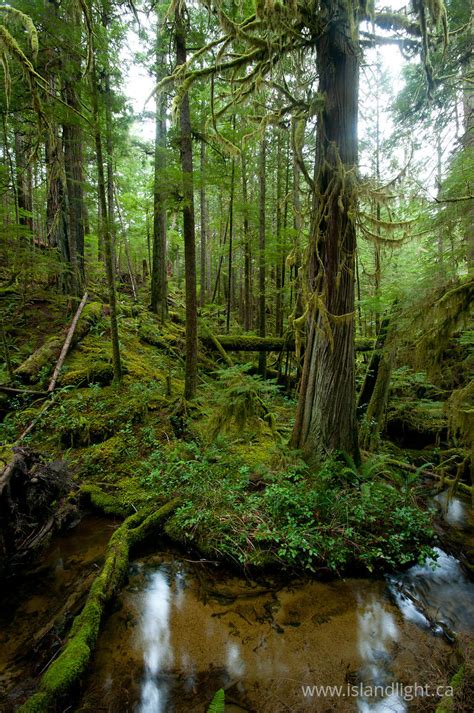 Old Growth Red Cedar ~ Forest Photo From Cortes Island Bc Canada