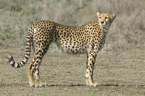 Could be used in a game or movie. "Side profile of a cheetah" Picture art prints and posters ...