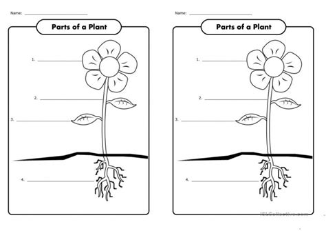 14 Best Images Of Parts Of A Plant Worksheet First Grade Printable