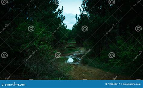 Green Forest After Rain With A Puddle Stock Image Image Of Nature