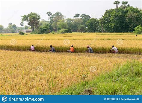 Poor Farmers Of West Bengal Harvesting Rice In A Rice Field In India