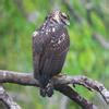 Become a member to write your own review. Common Black Hawk | Audubon Field Guide