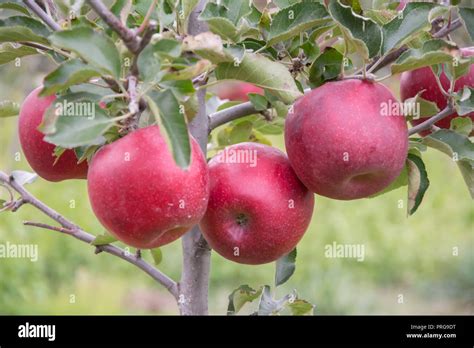 Small Apple Tree Hi Res Stock Photography And Images Alamy