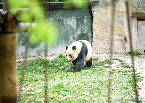 Background Foto Fotografi Lucu Panda Zoo Satwa Biologis Panda