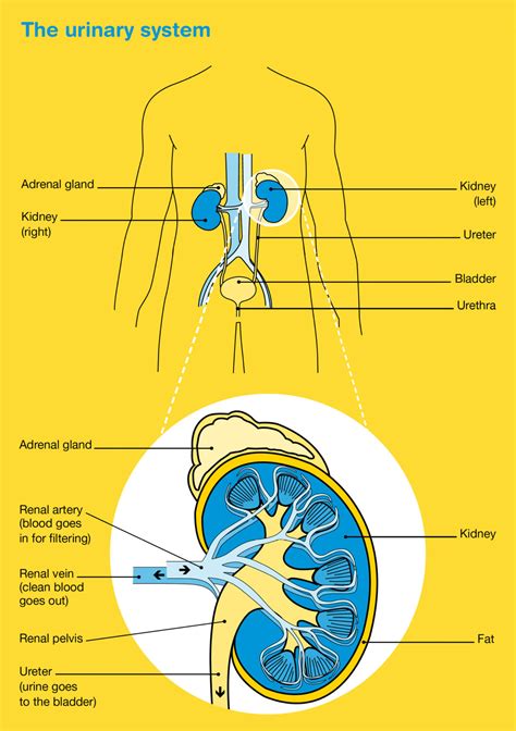 Upper Tract Urothelial Cancer The Urinary Tract System Cancer Council