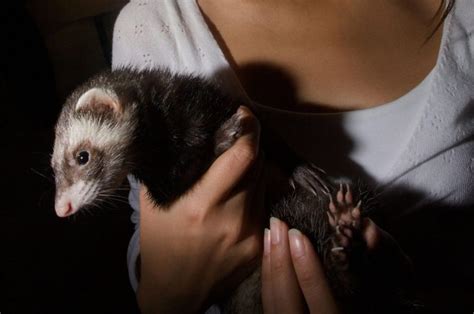 Caring For Your Feisty And Friendly Ferret Critter Culture