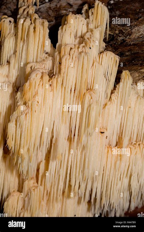 Coral Tooth Fungus Hericium Coralloides Stock Photo Alamy