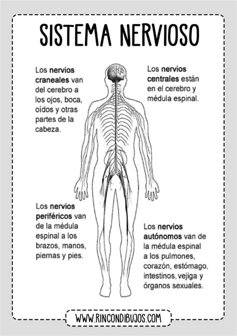Partes Del Sistema Nervioso Fichas Explicativas Sistema Nervioso The