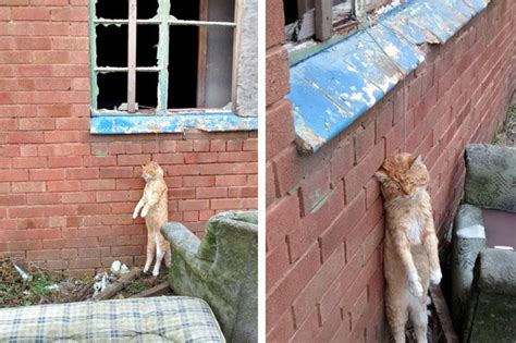 Graphic Content Shocking Pictures Sick Thugs Killed Ginger Cat Hanging