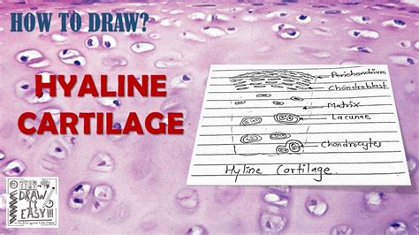 How To Draw Hyaline Cartilage Simple And Easy Steps Biology Exam