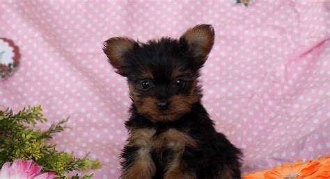 He will make new friends everywhere he goes. Yorkie-Poo.Meet Nora a Puppy for Adoption.