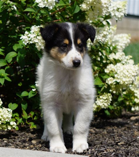 Lassie Collie For Sale Fredericksburg Oh Male Denny Ac Puppies Llc
