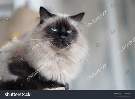 Adult Siamese Cat Long Hair Stock Photo 2220171603 Shutterstock