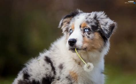 Puffball Border Collie Dog Dandelion Puppy Dogs Wallpapers 1920x1200