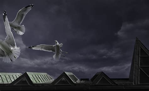 Fotos Gratis Pájaro Ala Nube Cielo Volador Mosca Museo Oscuridad Monocromo Canadá