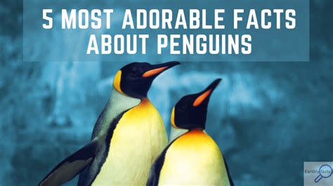 5 Most Adorable Facts About Penguins