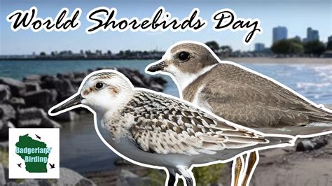 Finding Shorebirds On World Shorebirds Day Youtube