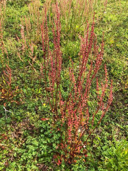 Weekly What Is It Red Sorrel Ufifas Extension Escambia County