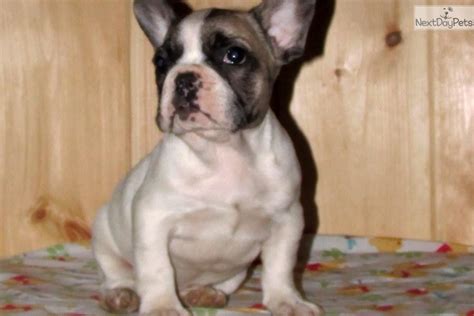 Welcome to the home of smokey valley farm and kennel. French Bulldog for sale for $1,800, near Greenville ...