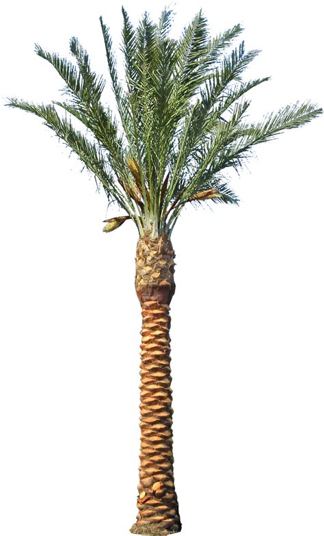 Congratulations The Png Image Has Been Downloaded Date Palm Tree
