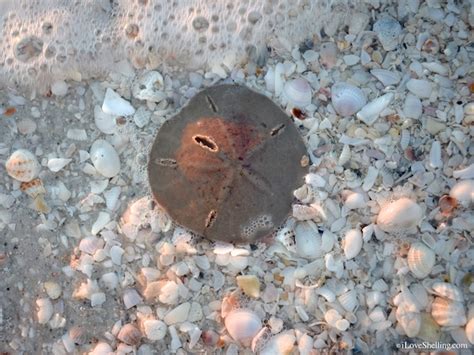 How To Identify Differences Between Live And Dead Sand Dollars I Love