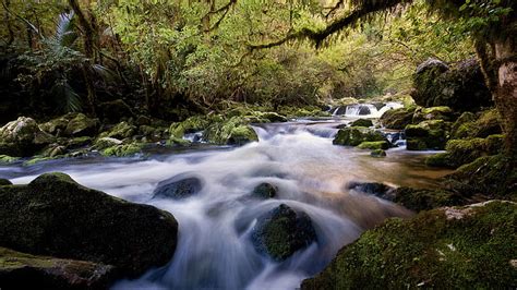 Stream Forest Jungle Timelapse Rocks Stones Moss Hd Cascada En El