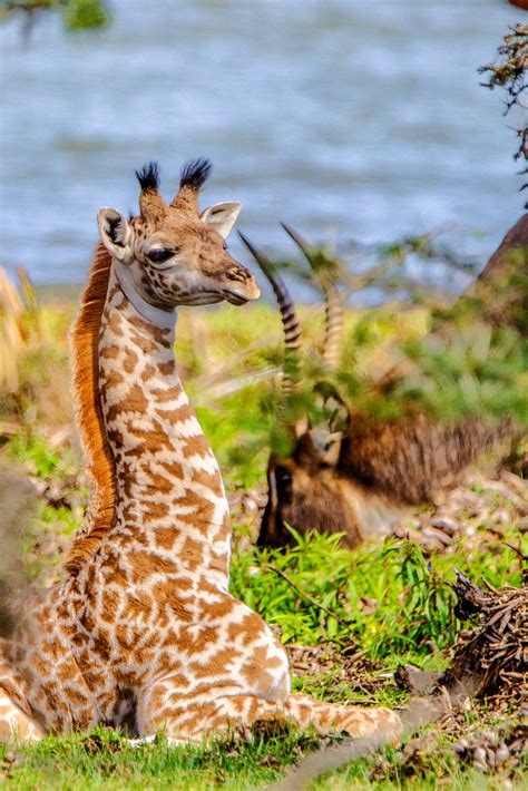 What Is A Baby Giraffe Called African Animals African Wildlife Giraffe