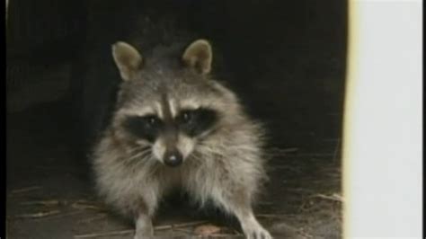 Health Warning After 4 Rabid Raccoons Found In Upper Manhattan Abc7