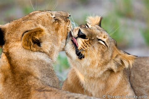 Lion Cubs Burrard Lucas Photography