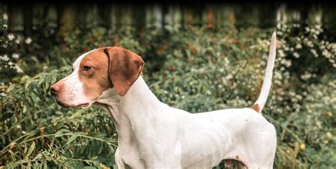 English Pointer Ultimate Upland Bird Dogs Pheasantand Grouse Hunting