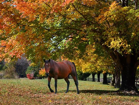 Beautiful Bay Horse In Fall Photograph By Sandi Oreilly Fine Art America