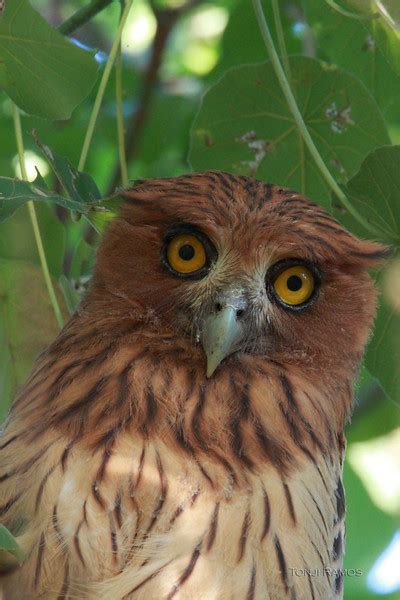 Philippine Eagle Owl Tonjiandsylviasbirdlist