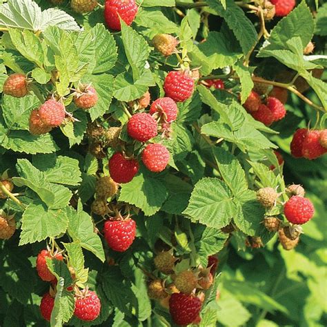 Mature plants may be all the plants around here flower a radiant deep pink, sort of crude, but visible from a great distance. Cold-Hardy Raspberry Plant Collection - Raspberry Plants ...