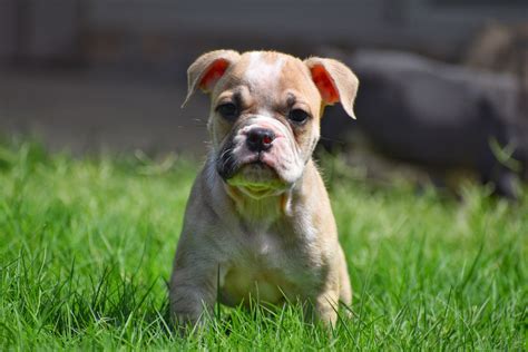Olde English Bulldogge Puppies For Sale Fort Worth Tx 302168