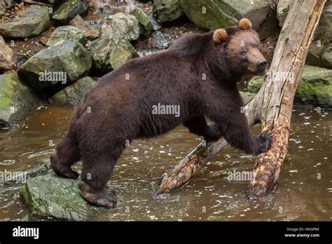 Kamchatka Brown Bear Ursus Arctos Beringianus Also Known As The Far