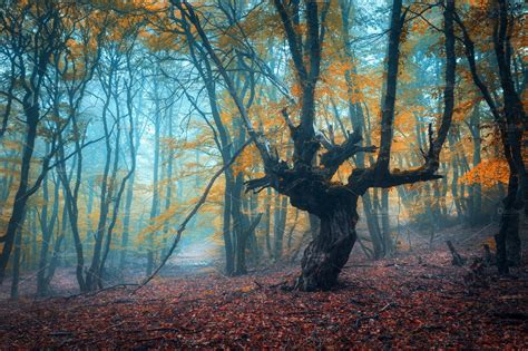 Fairy Forest In Fog In Autumn Containing Forest Tree And Fog Nature
