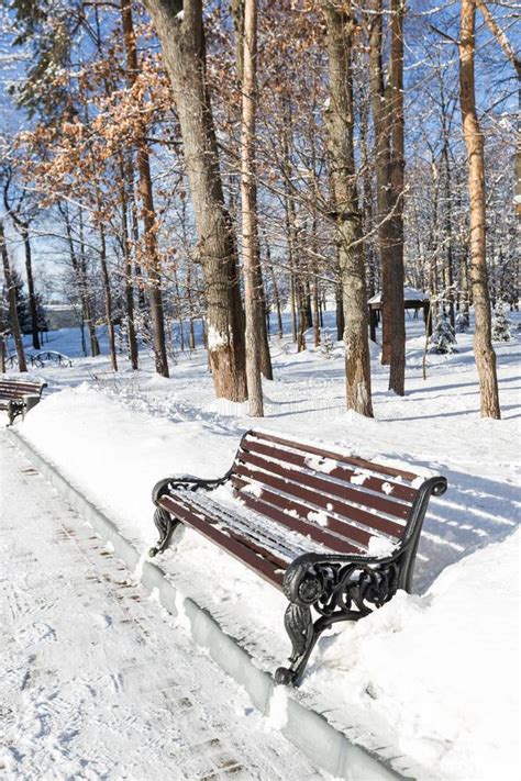 Park Benches And Trees In Winter Stock Image Image Of Garden