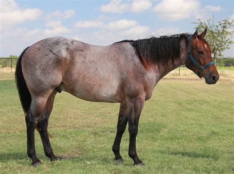 Buckskin quarter horse with dapples (aka dirty buckskin). File:Red roan Quarter Horse.jpg - Wikimedia Commons