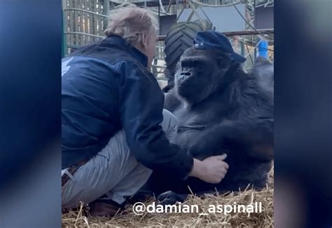 Heartwarming Moment Captures Gorilla Stealing Animal Conservationists