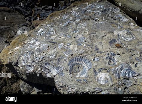 Shell Fossils In Jurassic Rocks Skinningrove North Yorkshire Stock