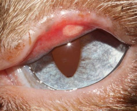This commission doesn't affect products prices. Eyelid and conjunctiva: neoplasia in cats | Vetlexicon ...
