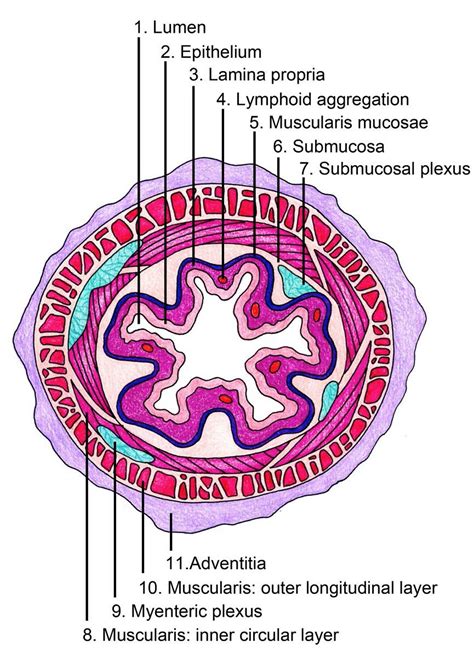 Esophagus Layers Diagram