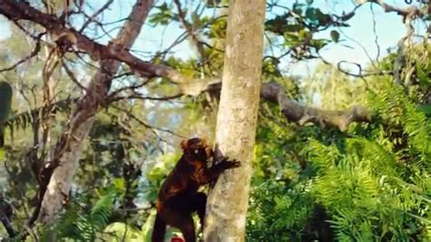 Island Of Lemurs Madagascar Trailer Youtube