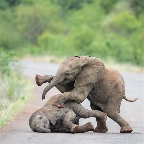 Baby Elephants Wrestling Baby Elephants Playing Cute