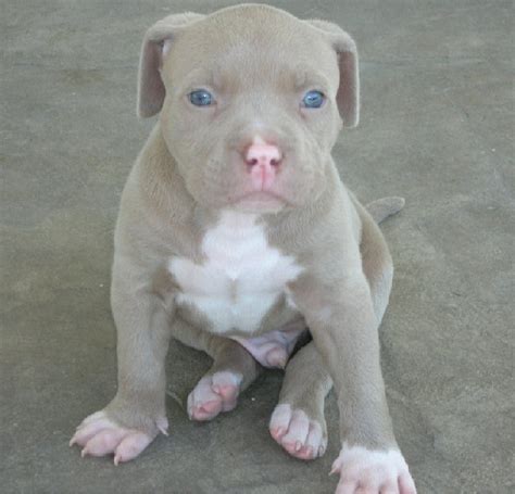 Some say that this specific bloodline was bred in order to be excellent fighters. Fawn Pit Bull Pictures - Good Pit Bulls