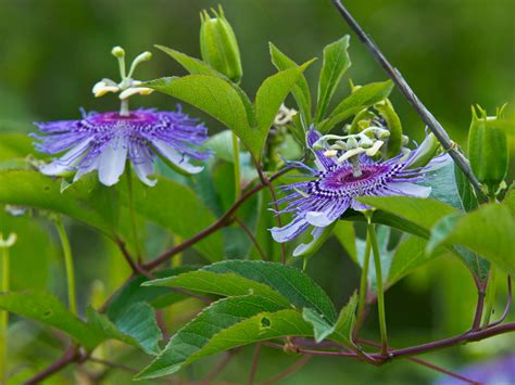 Passiflora Incarnata Purple Passion Flower World Of Flowering Plants
