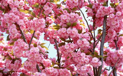 Cherry Blossom Yorkshirerose Wallpaper 25679997 Fanpop