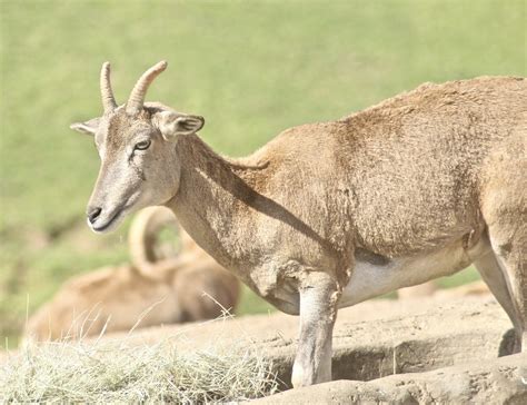 Armenian Mouflon Jean Flickr